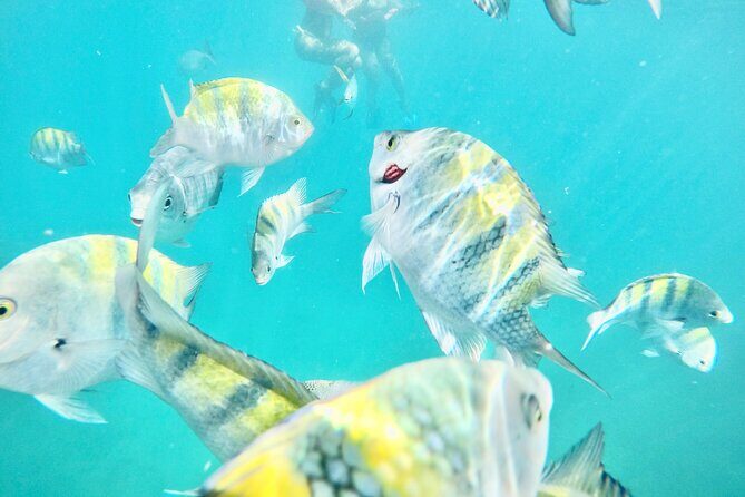Cabo Blue Snorkeling Cruise, Open Bar and Lunch in Cabo San Lucas - Key Points You’ll Feel Right Away