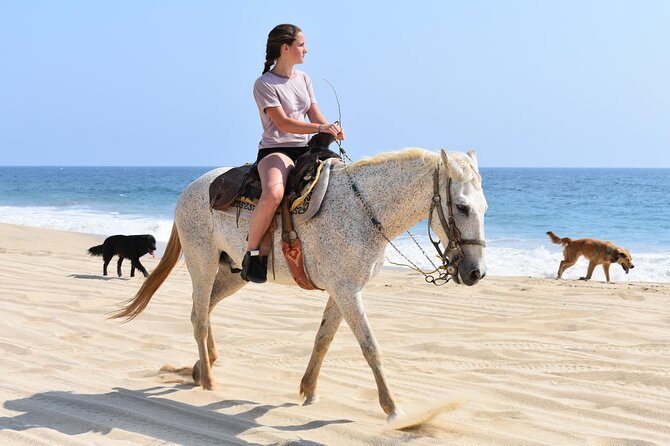Cabo Desert Off-Road & Beach Horseback Combo and Tequila Tasting - ATV Time in the Cabo Desert: What You’re Actually Riding Through