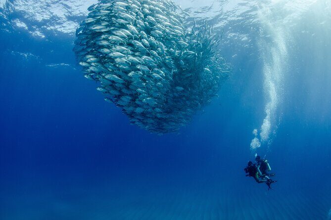 Cabo Pulmo 2 Tank Certified Dive with Lunch - Key highlights at a glance