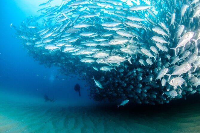 Cabo Pulmo 2 Tank Certified Dive with Lunch - Cabo Pulmo Marine Preserve: What you’re really paying for