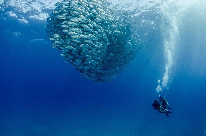 Cabo Pulmo 2 Tank Certified Dive with Lunch - Price and value math: what $279 covers and what you must add