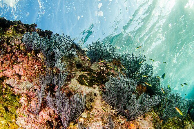 Cabo Pulmo 2 Tank Certified Dive with Lunch - Timing: the 7:00 AM start and the long East Cape route