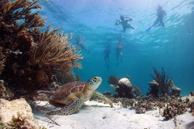 Cabo Pulmo National Park Snorkel Expedition from Cabo San Lucas - East Cape to Cabo Pulmo: why the journey matters