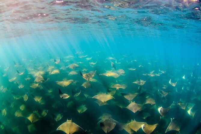 Cabo Pulmo National Park Snorkel Expedition from Cabo San Lucas - On the panga: safety, pacing, and the whale-sighting wildcard