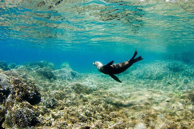 Cabo Pulmo National Park Snorkel Expedition from Cabo San Lucas - Lunch in Pulmo: fuel that keeps the day fun