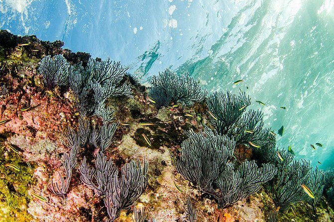 Cabo Pulmo National Park Snorkel Expedition from Cabo San Lucas - Gear and what to bring: small items that change your comfort