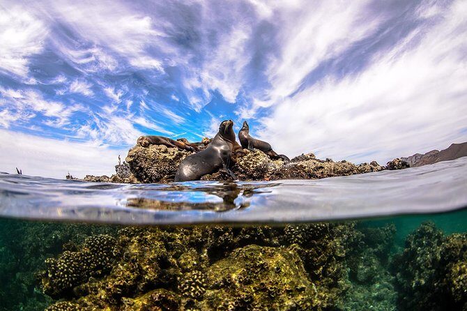 Cabo Pulmo National Park Snorkel Expedition from Cabo San Lucas - Price and logistics: is $279 a fair deal?