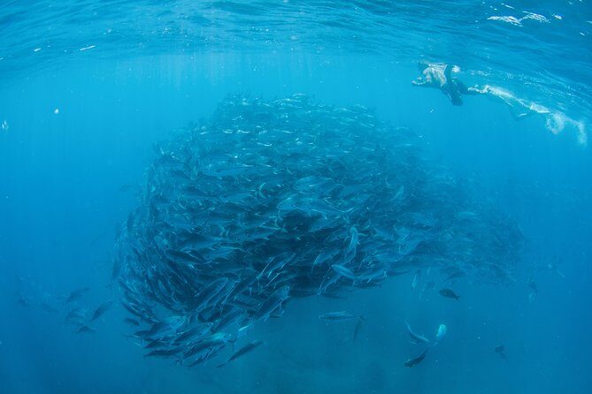 Cabo Pulmo National Park Snorkel Expedition from Cabo San Lucas - The marine preserve stops: how 3–4 sites creates a better snorkeling day
