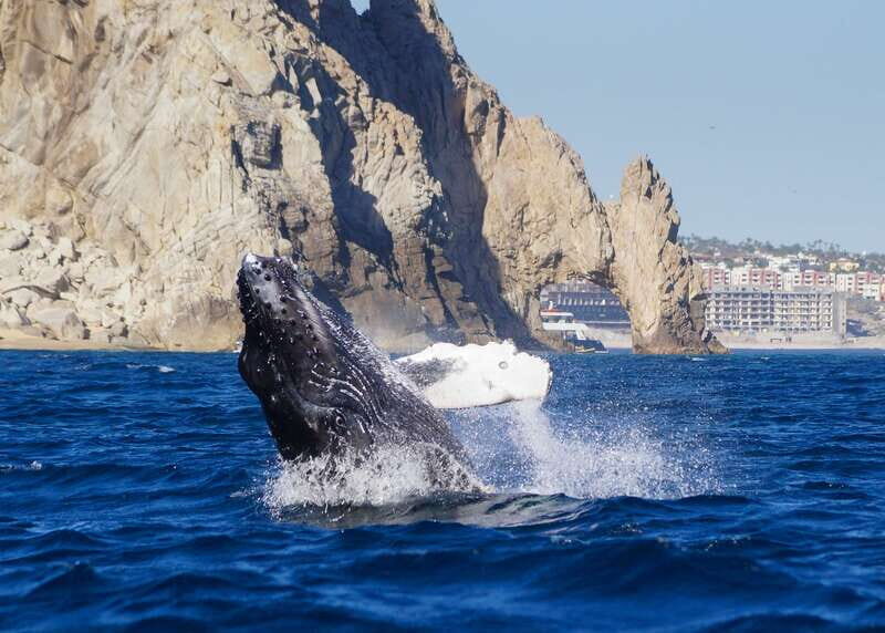 Cabo San Lucas: 2.5-Hour Whale Watching Tour - Key highlights to know before you go