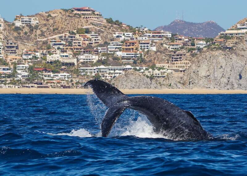Cabo San Lucas: 2.5-Hour Whale Watching Tour - Humpbacks, timing, and why Cabo is a great choice