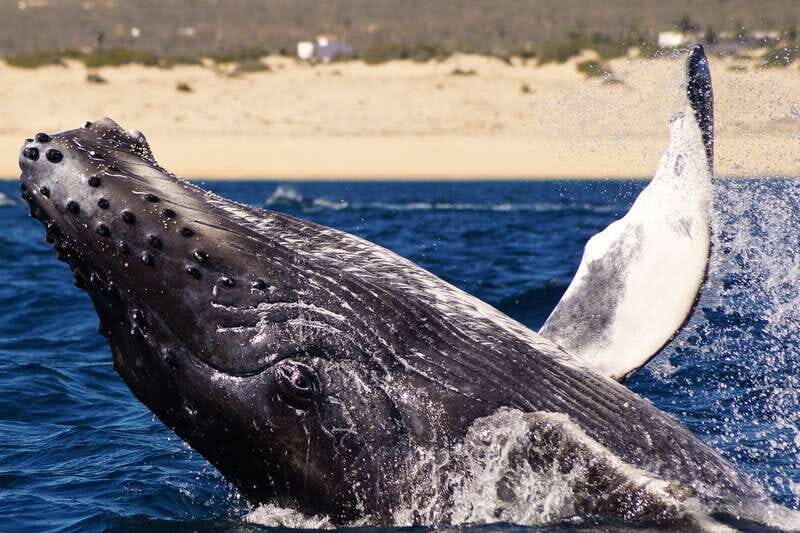 Cabo San Lucas: 2.5-Hour Whale Watching Tour - Meeting at Tesoro Hotel Marina: how to find it fast