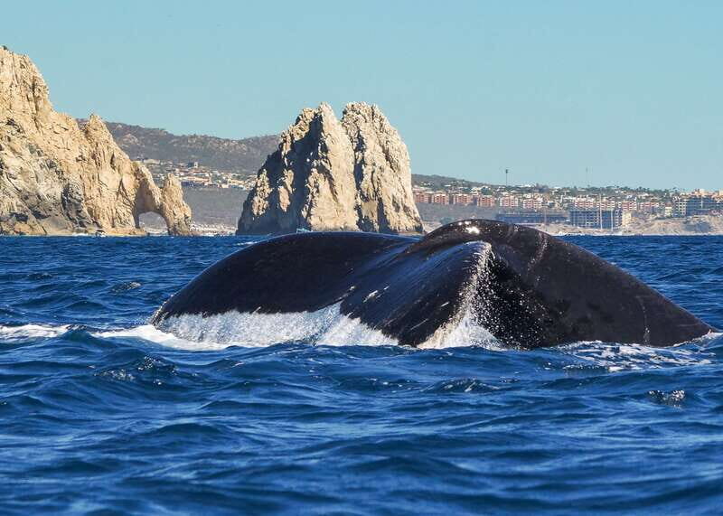 Cabo San Lucas: 2.5-Hour Whale Watching Tour - Hydrophones: hearing whale communication in real time