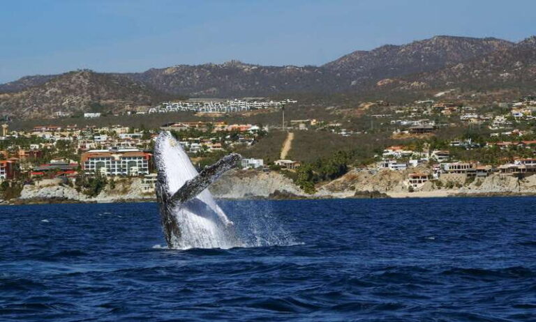 Cabo San Lucas: 2.5-Hour Whale Watching Tour - Your 2.5-hour reality check: what the schedule feels like