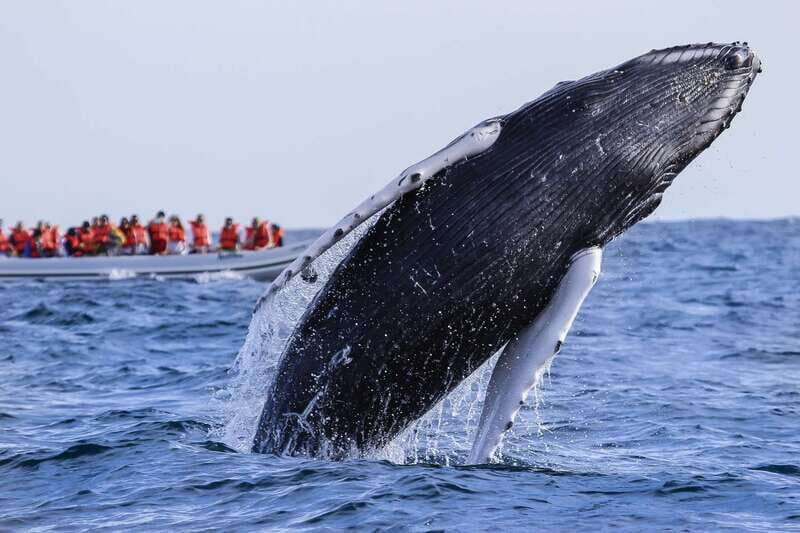 Cabo San Lucas: 2-Hour Whale Watching Adventure - Key things you’ll notice (even before the whales arrive)