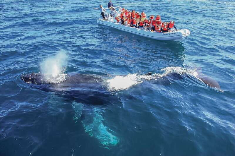 Cabo San Lucas: 2-Hour Whale Watching Adventure - Cabo whale watching from a soft-sided inflatable boat