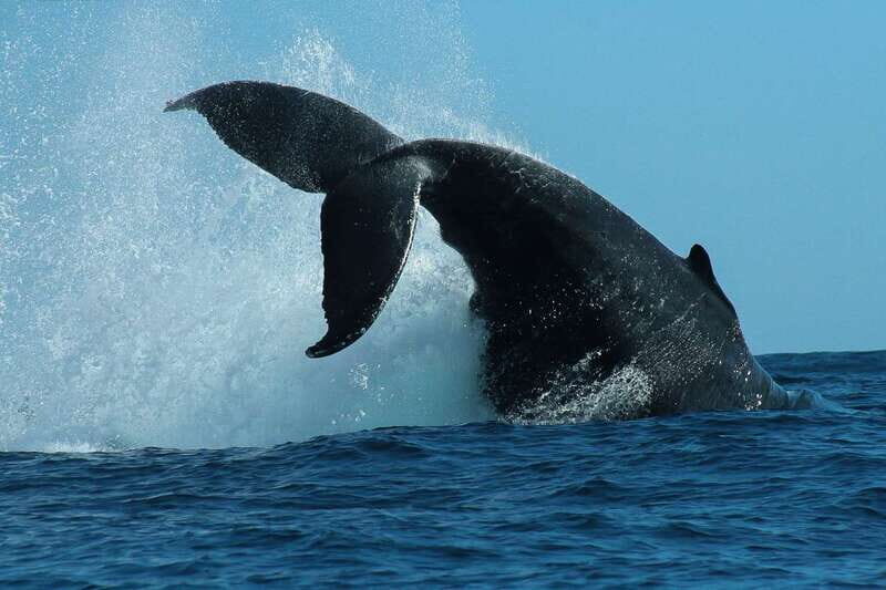 Cabo San Lucas: 2-Hour Whale Watching Adventure - The boat ride you’ll feel: speed, comfort, and how close you get