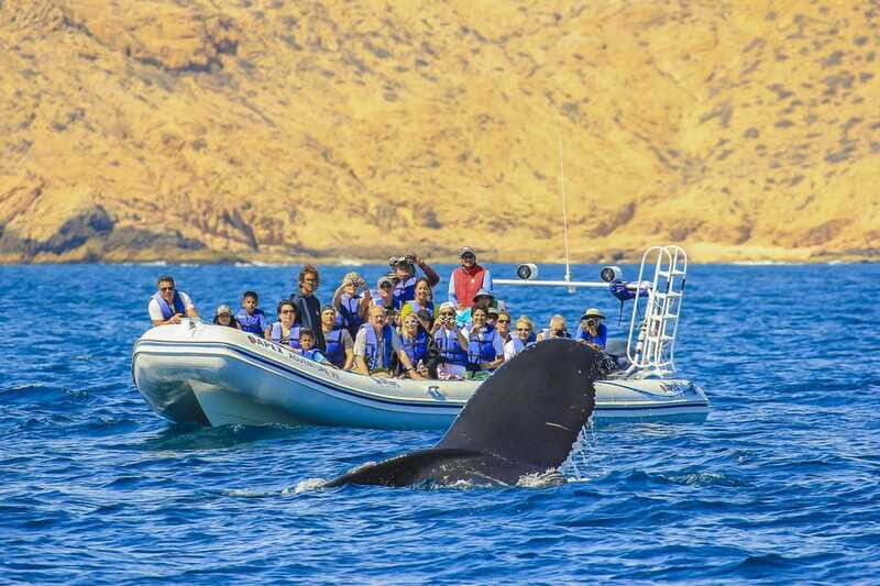 Cabo San Lucas: 2-Hour Whale Watching Adventure - Guided tracking: what the marine guide is really doing