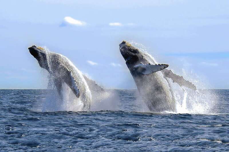 Cabo San Lucas: 2-Hour Whale Watching Adventure - Snacks, water, and the small comforts that keep the hunt going