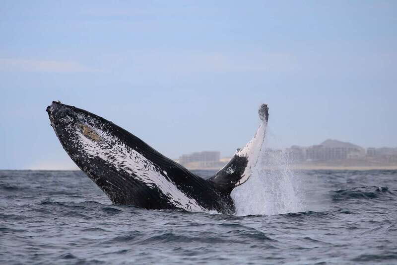 Cabo San Lucas: 2-Hour Whale Watching Adventure - Pickup and ride timing: San José del Cabo or Cabo San Lucas