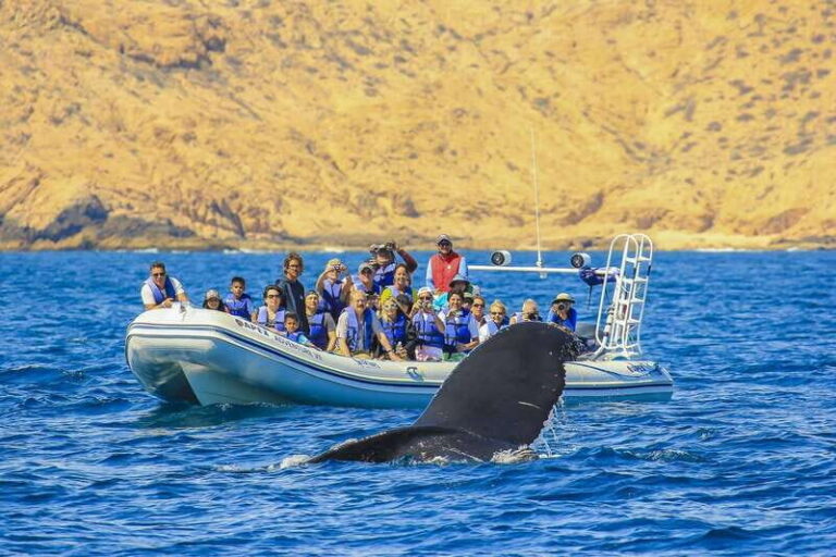 Cabo San Lucas: 2-Hour Whale Watching Adventure - When you’ll actually see whales: season and expectations