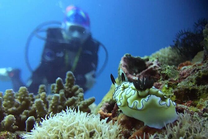 Cabo San Lucas 2 Tank Scuba Diving - What the Reviews Tell You About the Team (Amanda and Edgar)