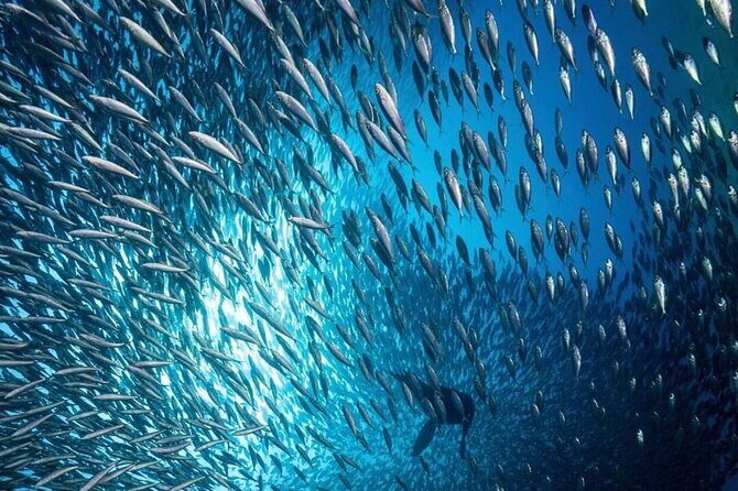 Cabo San Lucas Arch Boat Tour and Snorkeling at Pelican Rock - Price and Value: Is $89.10 a Good Deal?