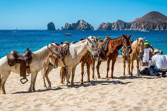 Cabo San Lucas Beach and Desert Horseback Ride - Horses and guides: why this works for first-timers