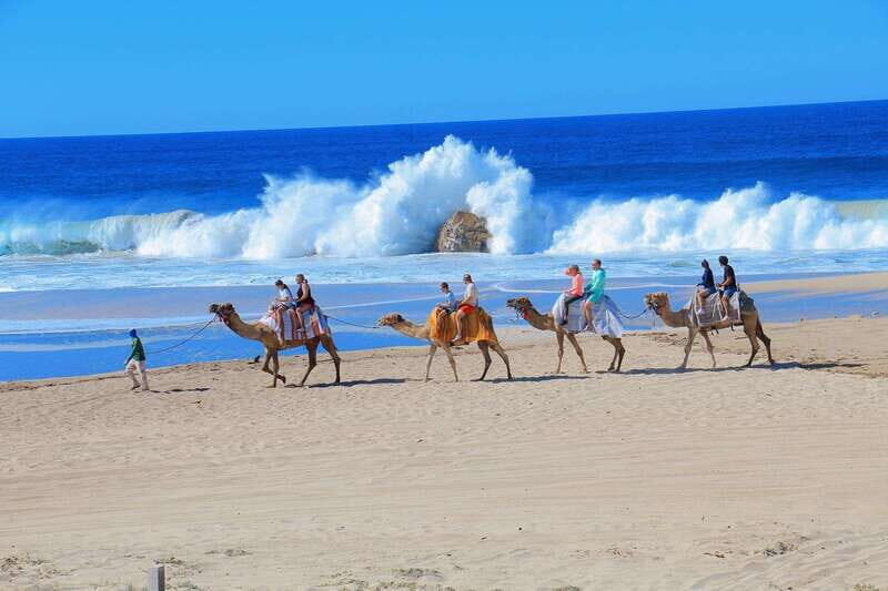 Cabo San Lucas: Camel Ride & Off-Road UTV Combo Adventure - Camel to Cabo’s coastline: what the beach ride is really like