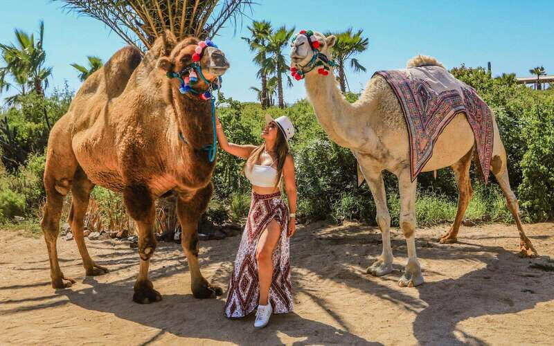 Cabo San Lucas: Camel Ride & Off-Road UTV Combo Adventure - Migriño Beach dunes and ocean-cliff views: the grand finale