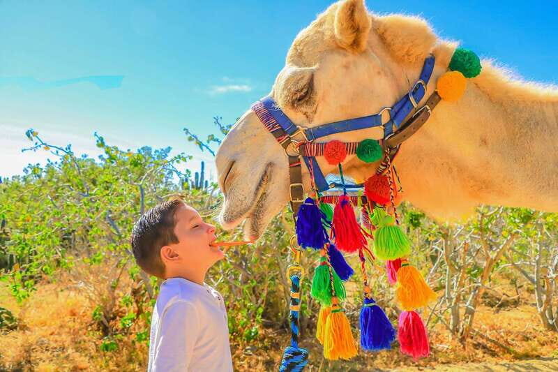 Cabo San Lucas: Camel Safari Tour with Lunch and Tequila - What to bring so the day feels easy