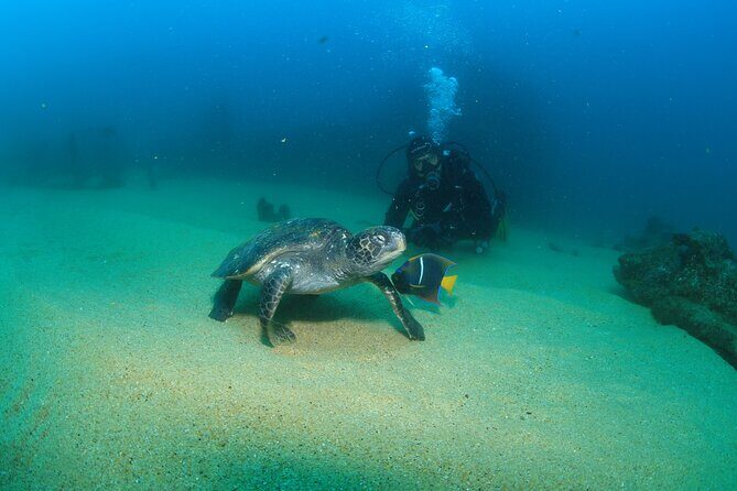Cabo San Lucas Certified 2 Tank Dive at the Famous Arch and Land's End - Learning the Local Ecosystem: Better Than Just Following Instructions