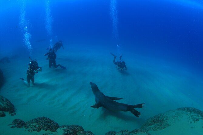Cabo San Lucas Certified 2 Tank Dive at the Famous Arch and Land's End - Boat Day Reality: 47 Feet, US Lifeguard Standards, and Getting Comfortable Fast