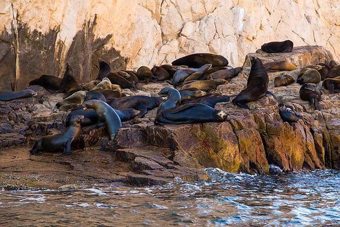 Cabo San Lucas city tour and amazing sea adventure to Lands End! - Sea lion colony and Pelican Rock: the water part that makes the day