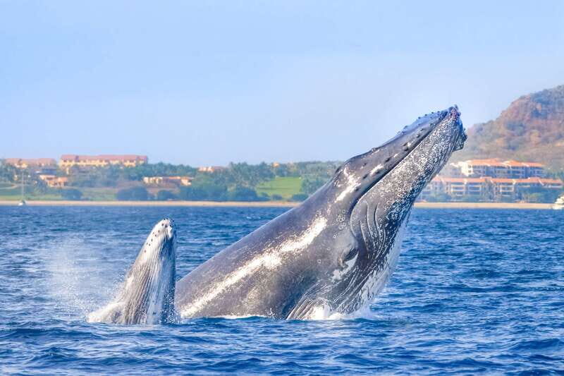 Cabo San Lucas: Luxury Catamaran Whale Watching Experience - Key Highlights Worth Prioritizing