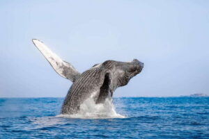 Cabo San Lucas: Luxury Catamaran Whale Watching Experience - The Van Ride + Then Aboard: Settling In on a Double-Deck Catamaran
