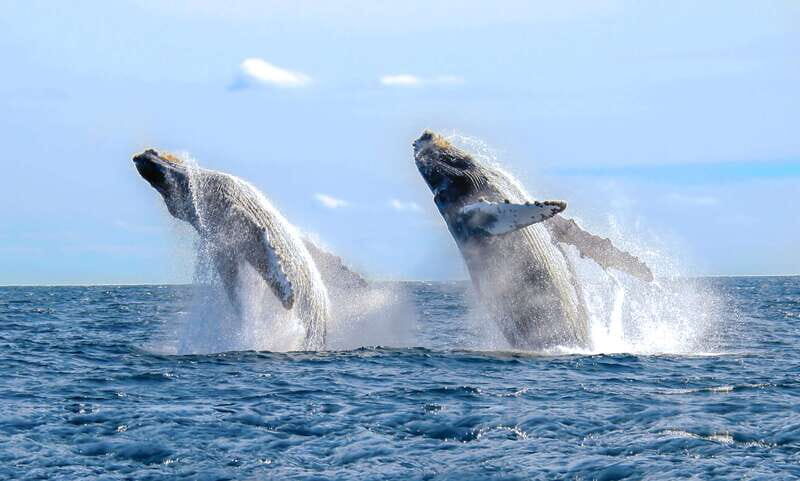 Cabo San Lucas: Luxury Catamaran Whale Watching Experience - Cruising Past Cabo’s Icon: Sea of Cortez Meets the Pacific