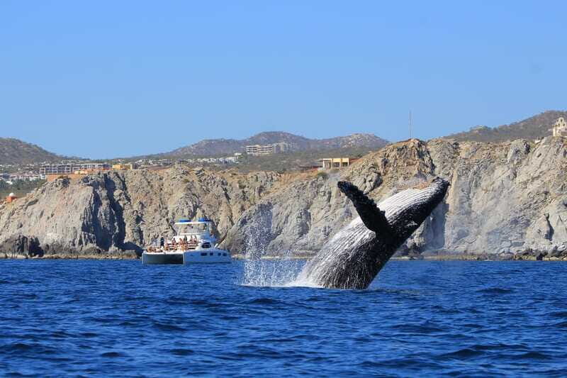 Cabo San Lucas: Luxury Catamaran Whale Watching Experience - Appetizers, Open Bar, and Real Time to Relax