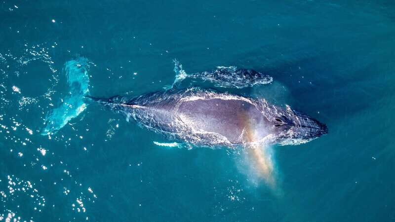 Cabo San Lucas: Luxury Catamaran Whale Watching Experience - How Long It Really Is: Timing That Works Without Feeling Rushed