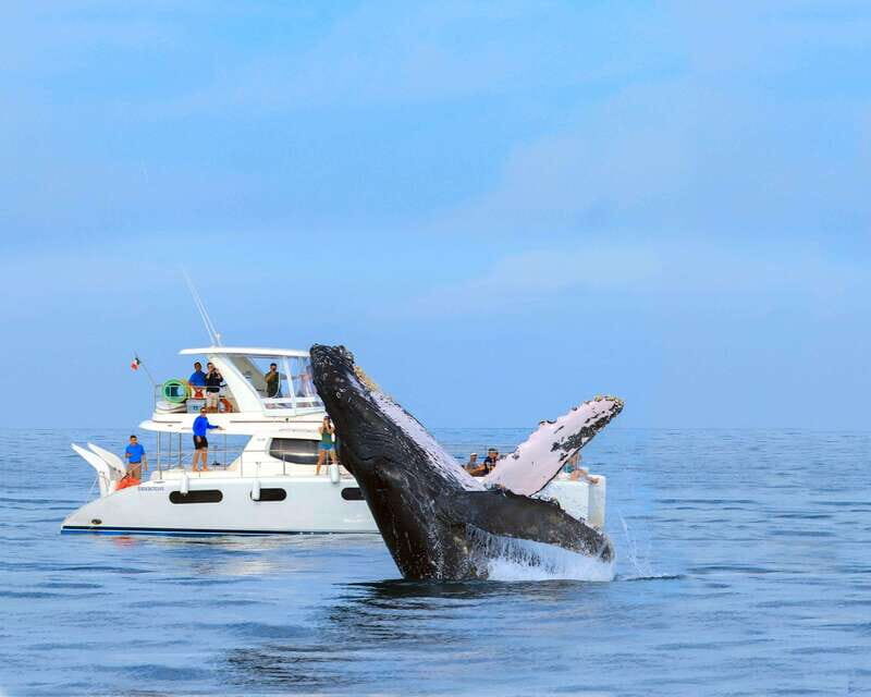 Cabo San Lucas: Luxury Catamaran Whale Watching Experience - Price and Value: What $129 Buys You (Plus Fees)