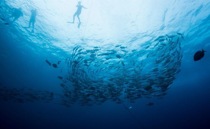 Cabo San Lucas Shopping, Tequila Tasting, and Snorkel Tour - A Six-Hour Combo That Covers Cabo’s Main Drafts