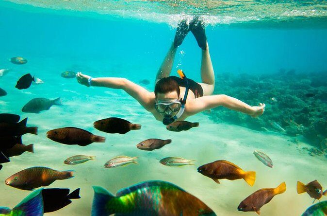 Cabo San Lucas Shopping, Tequila Tasting, and Snorkel Tour - Wildlife and Whales: When Cabo Shows Off