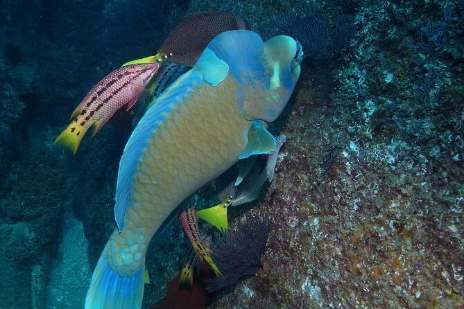 Cabo San Lucas Short Snorkeling Tour with Divemaster Guide - What the “short snorkeling” format really means in Cabo