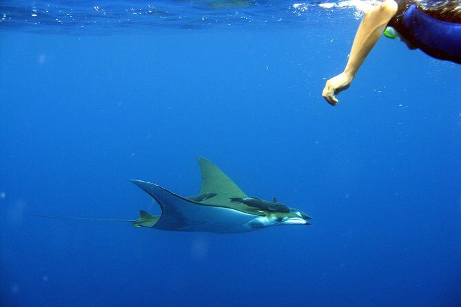 Cabo San Lucas Short Snorkeling Tour with Divemaster Guide - The Lands End cruise: Arch, Lovers Beach, and sea lions from the water