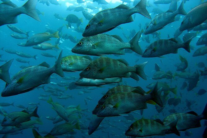 Cabo San Lucas Short Snorkeling Tour with Divemaster Guide - Who you’ll ride with: captains, guides, and that small-group attention