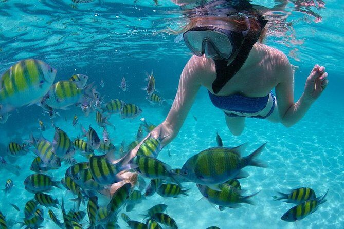 Cabo San Lucas Short Snorkeling Tour with Divemaster Guide - Getting to the meet point at Marina: close to the action