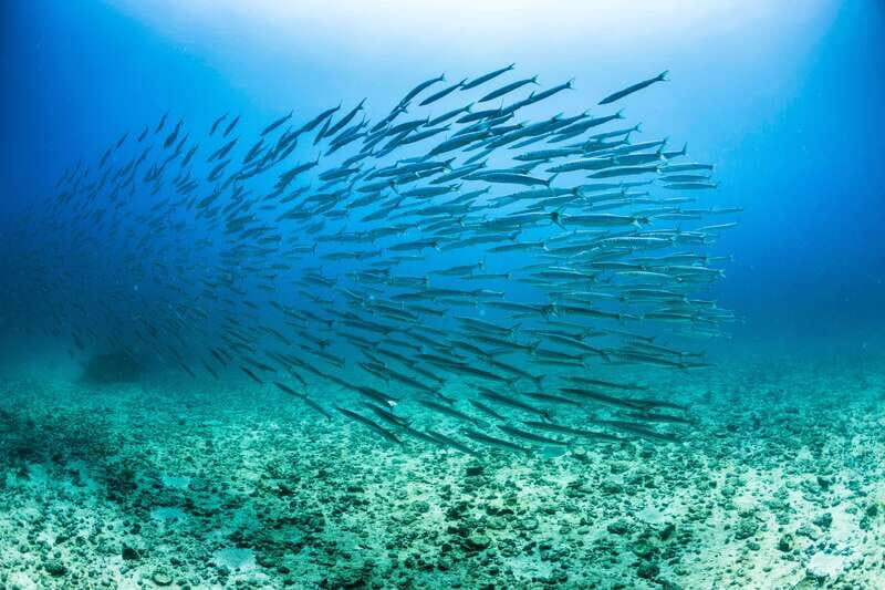 Cabo San Lucas: Snorkel, Lunch and Sail Experience - Key highlights to decide fast