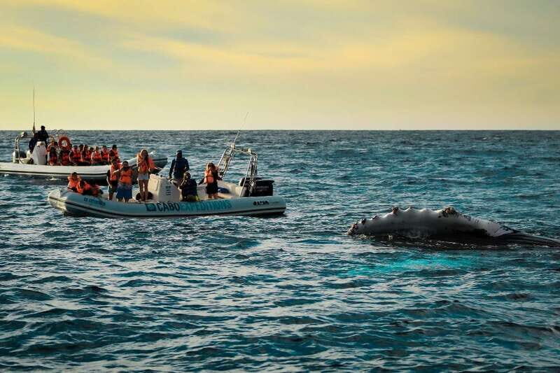 Cabo San Lucas: Up-Close Whale Watching Small-Group Tour - Key Things I’d Expect From This Cabo Whale-Watching Tour
