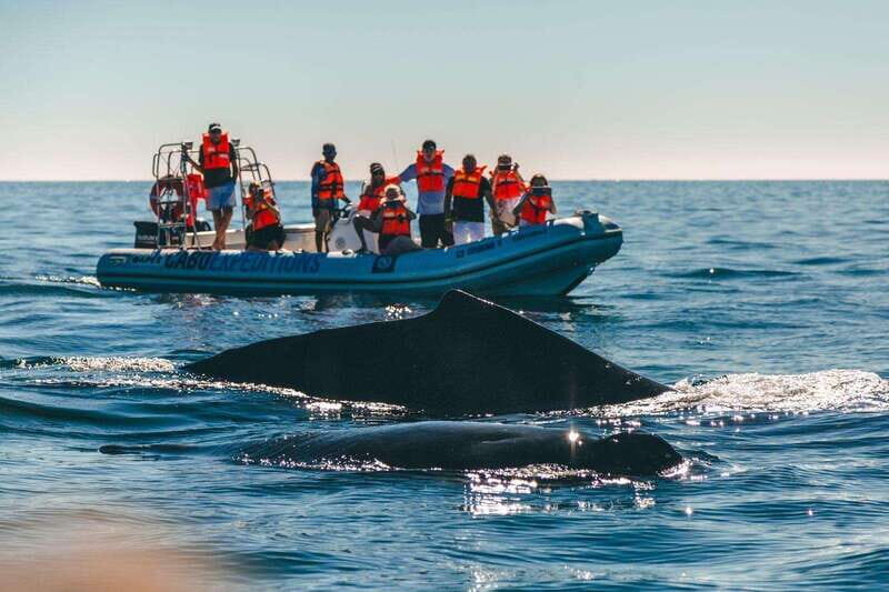 Cabo San Lucas: Up-Close Whale Watching Small-Group Tour - Who This Is For (And Who Should Choose Something Else)