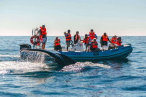 Cabo San Lucas: Up-Close Whale Watching Small-Group Tour - The Zodiac Advantage: Why Speed Helps You See More