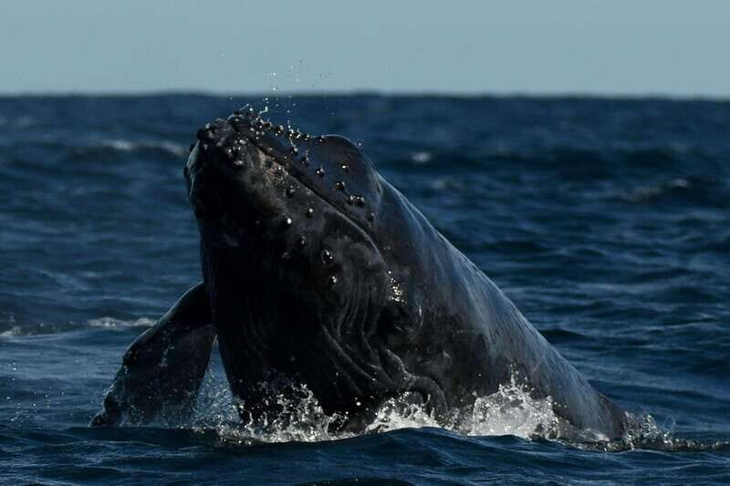 Cabo San Lucas: Up-Close Whale Watching Small-Group Tour - Finding Whales Fast: Spouts, Splashes, and Behavior Clues